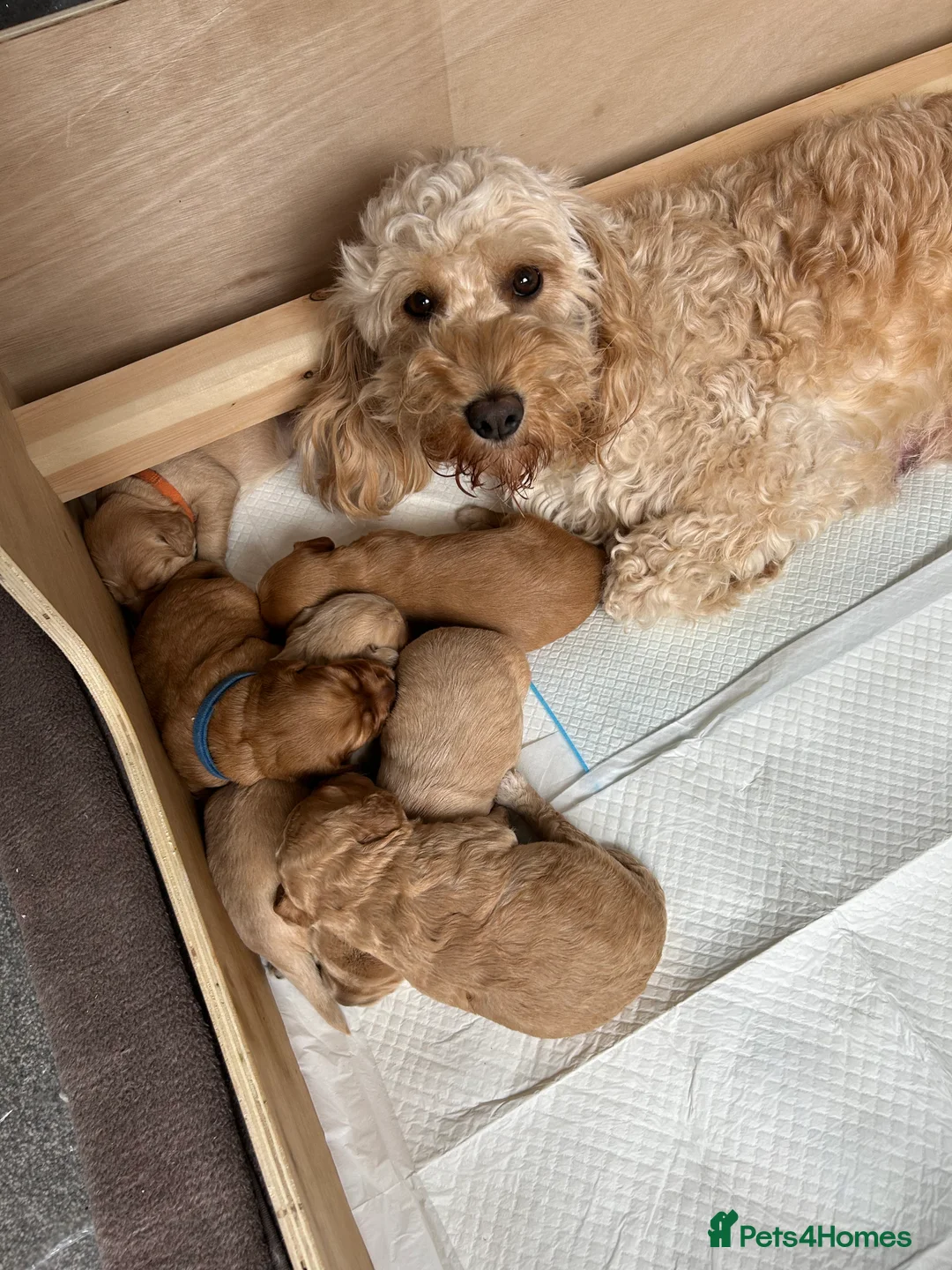 Cockapoo dogs for sale: Cockapoos - Advert 2