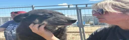 Mixed Breed dogs for adoption: Daniel - Ipswich Suffolk  in Ipswich - Advert 9