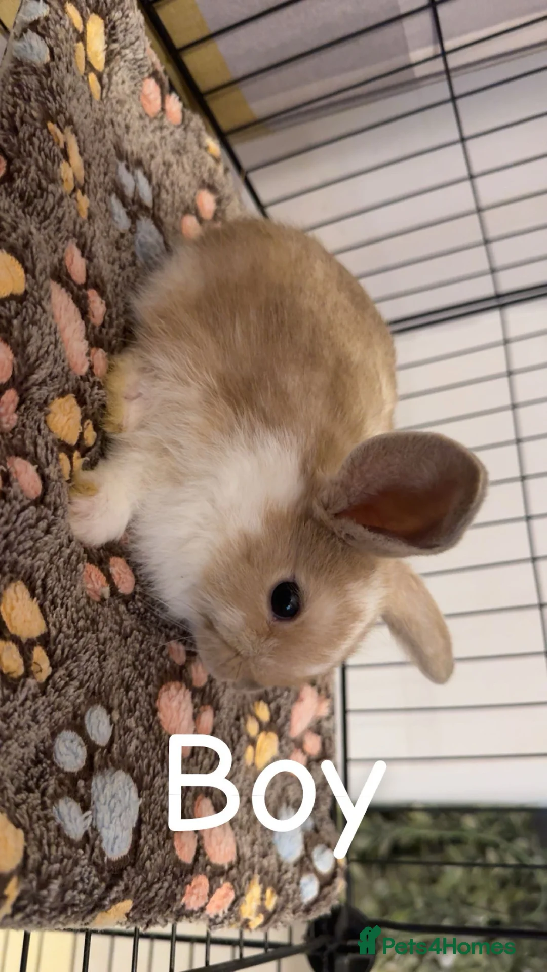 Mixed Breed rabbits for sale: Mini lop/lion lop bunnies - Advert 2