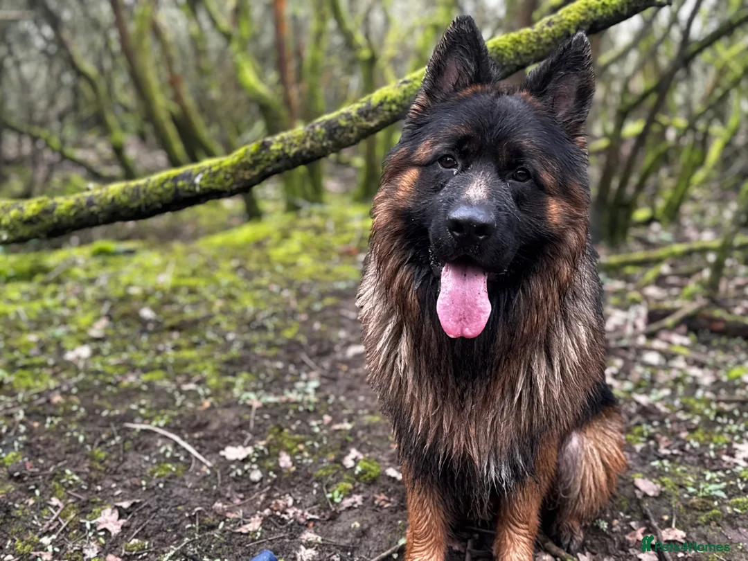 German Shepherd dogs for sale: German Shepherd for adoption - Advert 2