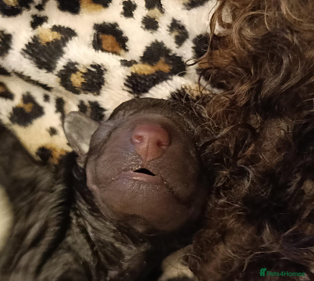 Toy Poodle dogs for sale: Chocolate tiny toy poodle  - Advert 5