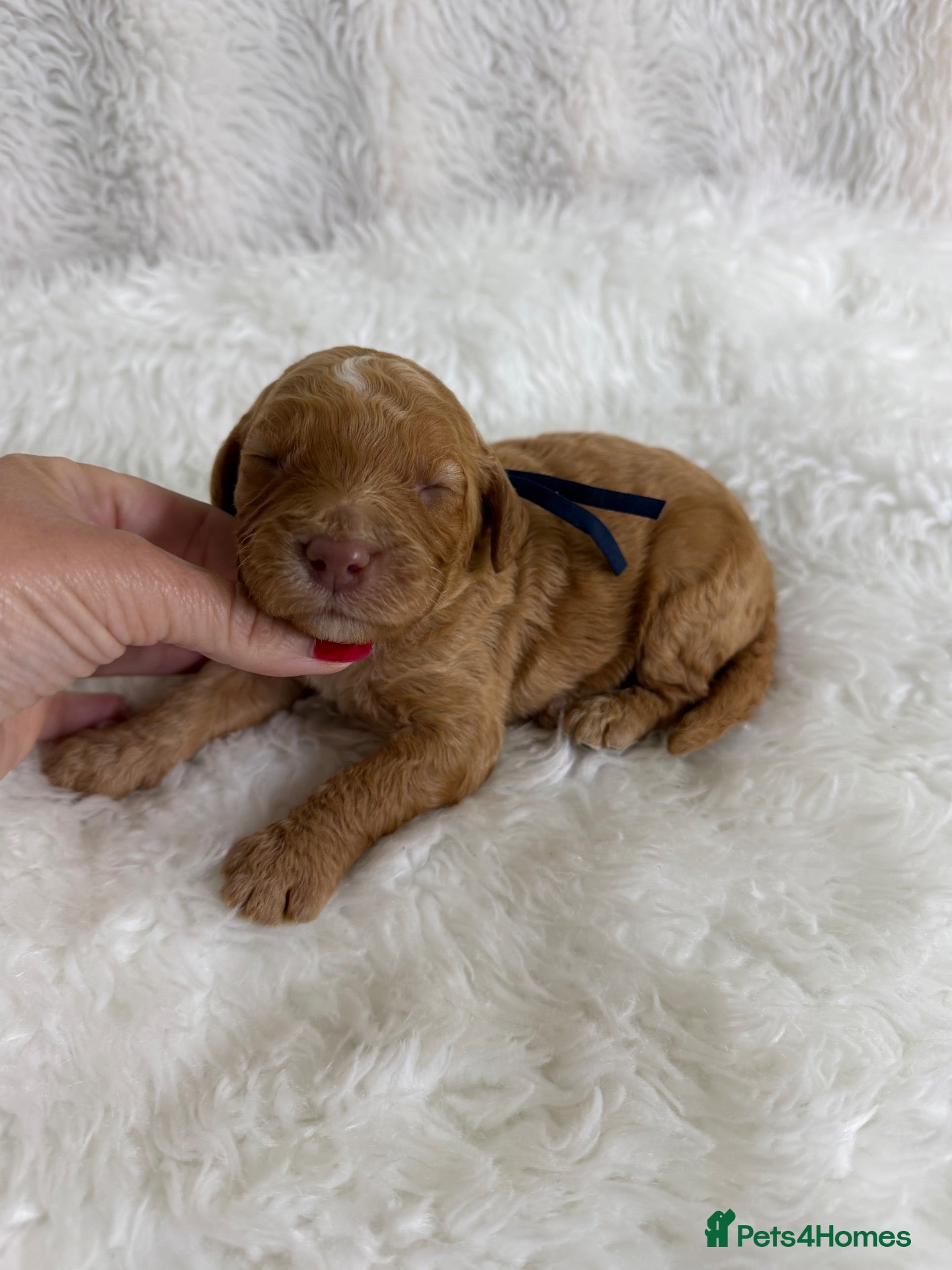 Mini Goldendoodle dogs Top quality, health tested multi gen DoubleDoodles - Advert 2