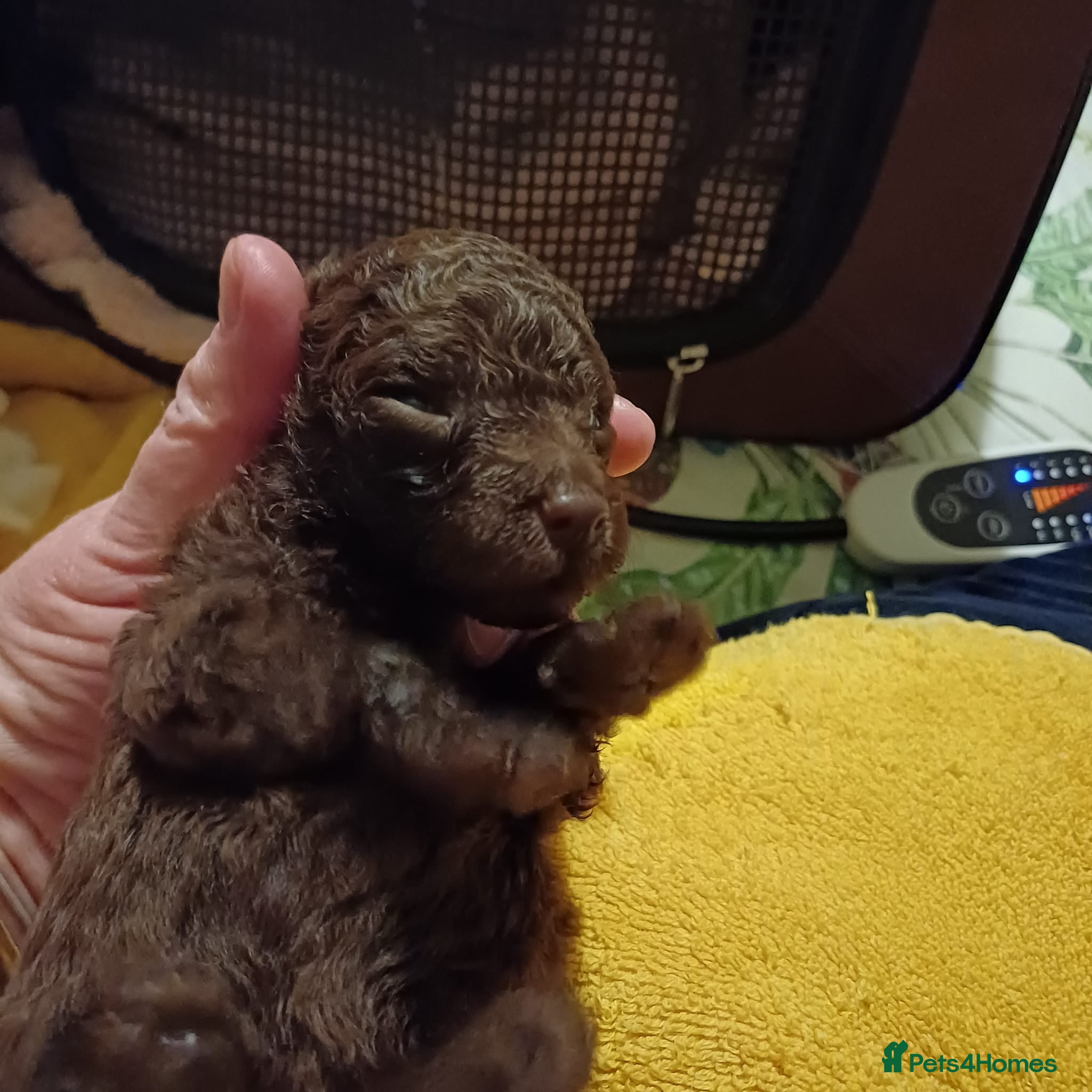 Toy Poodle dogs Female toy poodles chocolate & apricot  - Advert 13