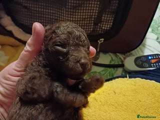 Toy Poodle dogs Female toy poodles chocolate & apricot - Advert 2