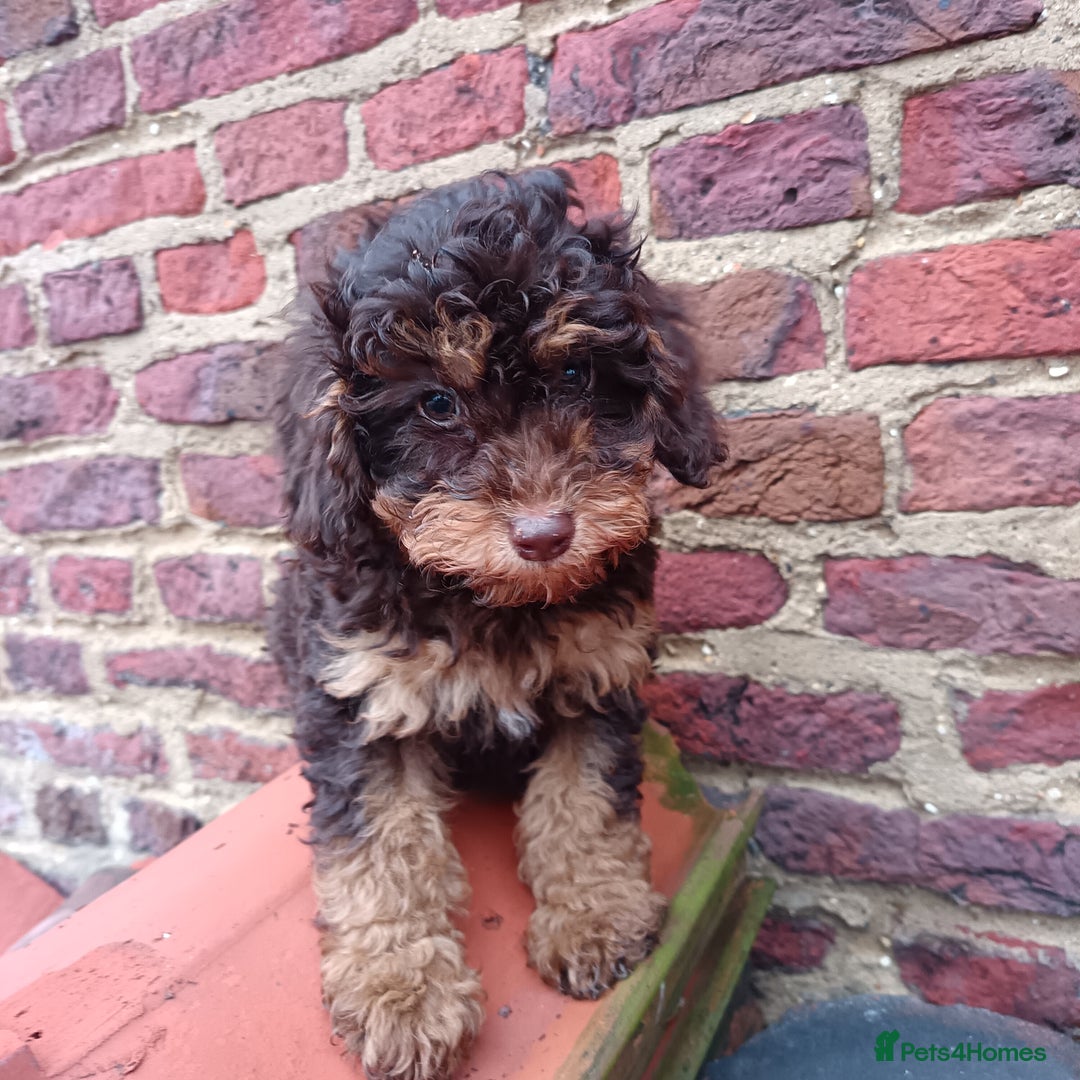 Labradoodle dogs for sale: Mini Labradoodles🐾🌟ready 3/1/26 full vaccine🌟🐾 - Advert 1