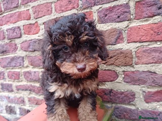 Labradoodle dogs Mini Labradoodles🐾🌟ready 3/1/26 full vaccine🌟🐾 - Advert 9