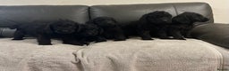 Labradoodle dogs for sale: Beautiful Golden and Black F1 Labradoodle Puppies - Advert 7