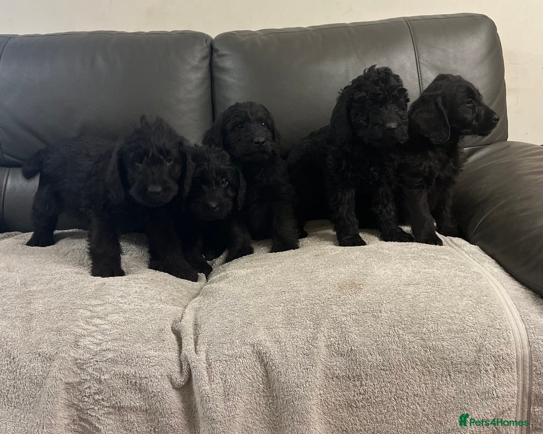 Labradoodle dogs for sale: Beautiful Golden and Black F1 Labradoodle Puppies - Advert 7