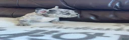 French Bulldog dogs for sale: French bulldog 🐶  - Advert 4