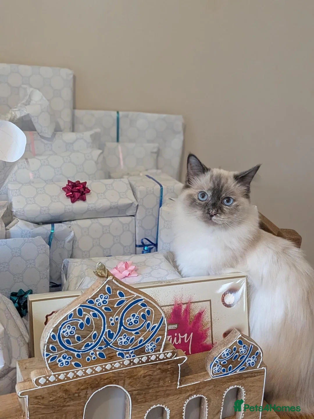 Ragdoll cats for sale: Beautiful Ragdoll Kittens Ready for Loving Homes! - Advert 2