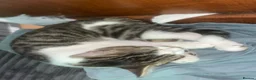 Aphrodite Giant cats for sale: 🚨 Urgent: 3 Kittens Need Homes This Week! - Advert 4