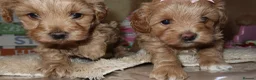 Maltipoo dogs for sale: Beautiful girl Maltipoo puppy’s 🐶  - Advert 15