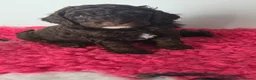 Cockapoo dogs for sale: Cockapoo F1b from DNA health tested parents  in Portree - Advert 3