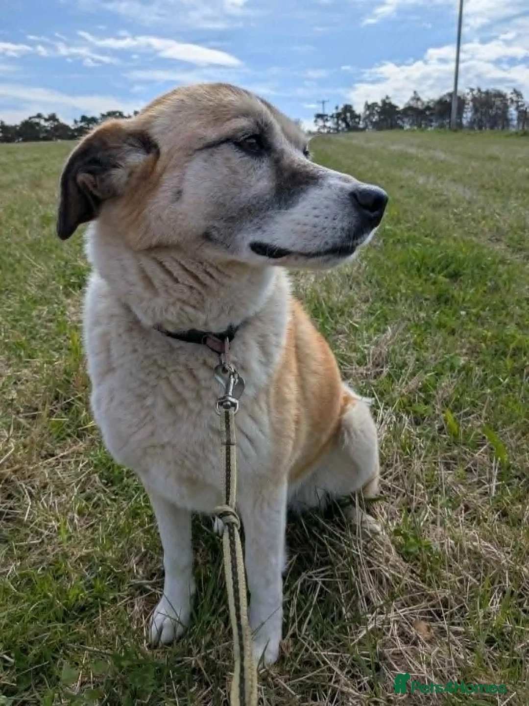 Mixed Breed dogs for adoption: Lily, lovely girl, foster or adoption - Advert 2