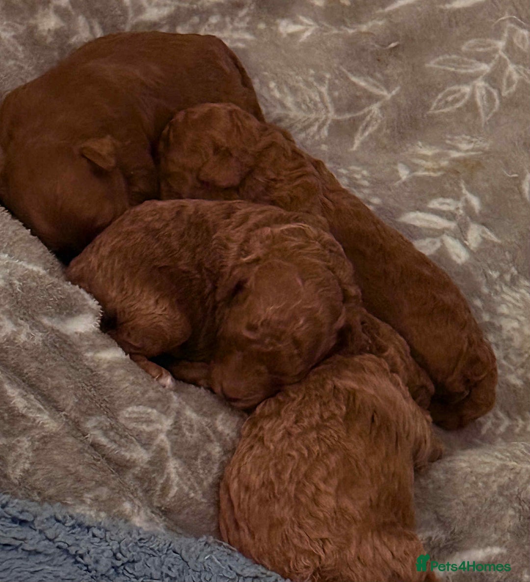 Maltipoo dogs for sale: Red mini maltipoo F1b puppies 😍💙💓 - Advert 6