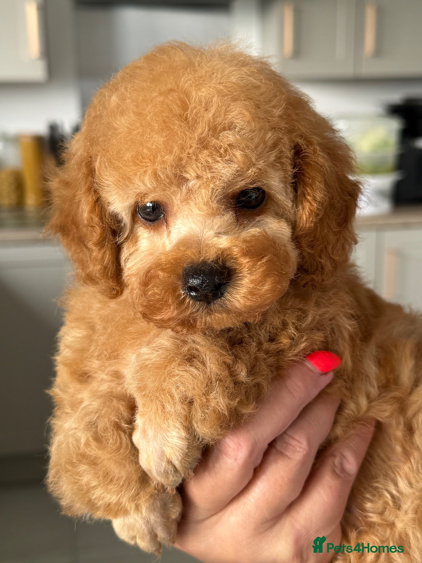 Toy Poodle dogs KC registered outstanding toy boy  - Advert 1