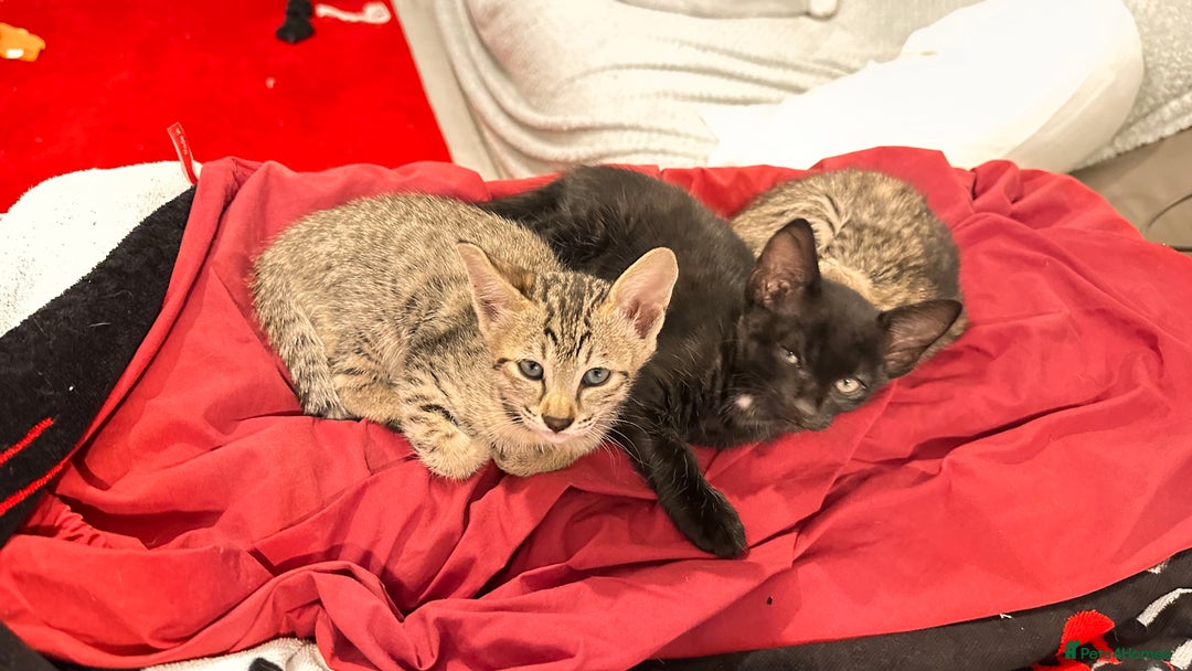 Savannah cats for sale: Stunning F3 Savannahs Price Drop - Advert 12