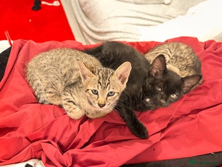 Savannah cats Stunning F3 Savannahs Price Drop - Advert 2