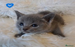 Russian Blue cats for sale: GCCF, CHAMPION SIRED RUSSIAN BLUE KITTENS - Advert 14
