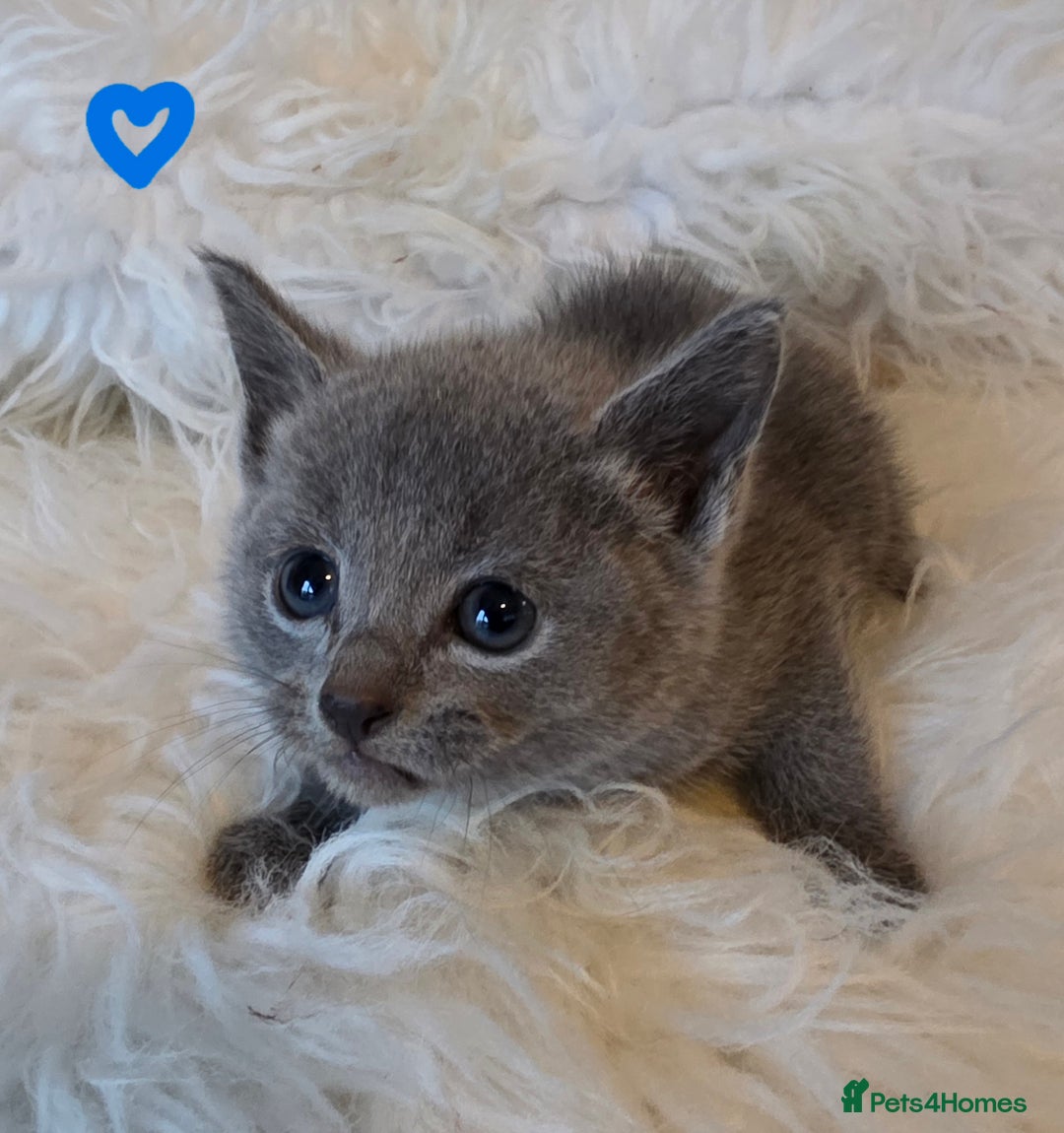 Russian Blue cats for sale: GCCF, CHAMPION SIRED RUSSIAN BLUE KITTENS - Advert 14