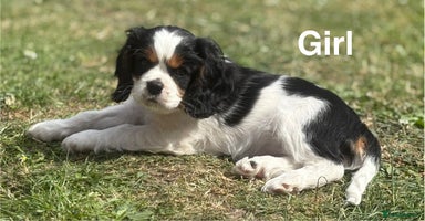 Cavalier King Charles Spaniel dogs - Advert 8