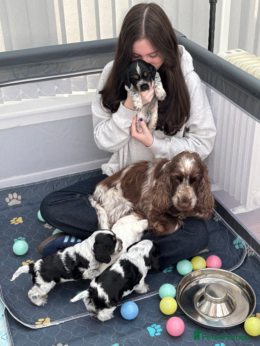Cocker Spaniel dogs for sale: Litter of quality show Cocker spaniel puppies - Image 6