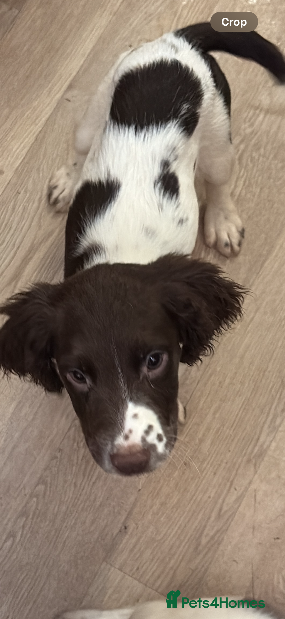 English Springer Spaniel dogs for sale: Two female pups left from a litter of 10 - Advert 3