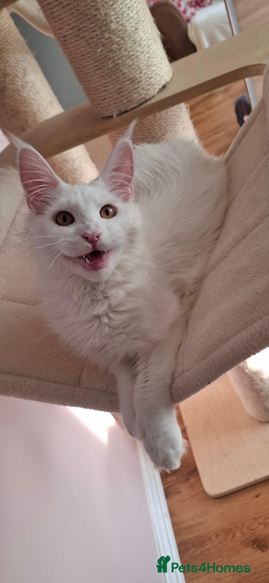 Maine Coon cats for sale: GCCF Maine Coon kitten boy - Advert 1