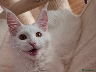 Maine Coon cats GCCF Maine Coon kitten boy - Advert 15