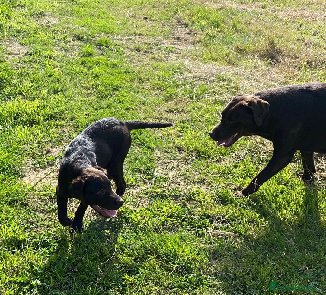 Labrador Retriever dogs for sale: KC registered Chocolate Labrador Female - Image 2