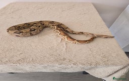 Boa Snake reptiles for sale: 2022 Male Paraglow Boa – 100% het Anery - Image 5