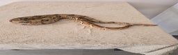 Boa Snake reptiles for sale: 2022 Male Paraglow Boa – 100% het Anery - Advert 5
