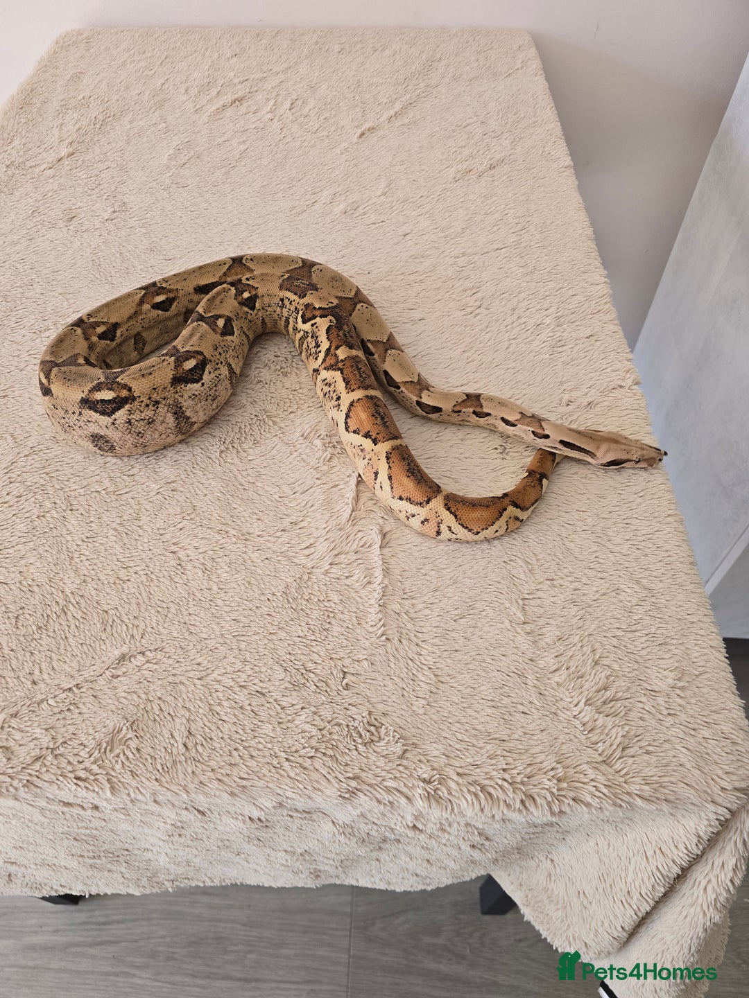 Boa Snake reptiles for sale: 2022 Male Paraglow Boa – 100% het Anery - Image 5