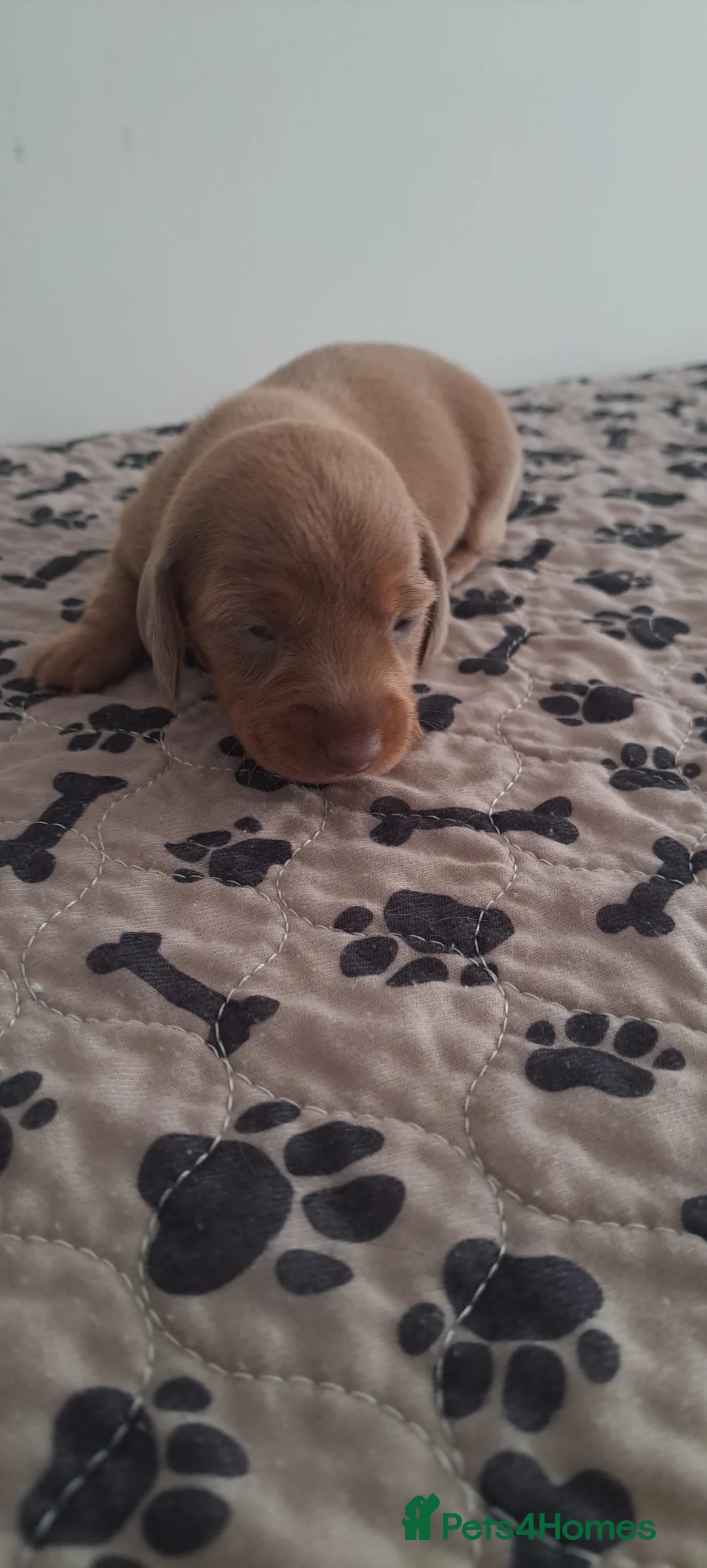 Dachshund dogs for sale: Miniature dachshund 1 girl left - Advert 26
