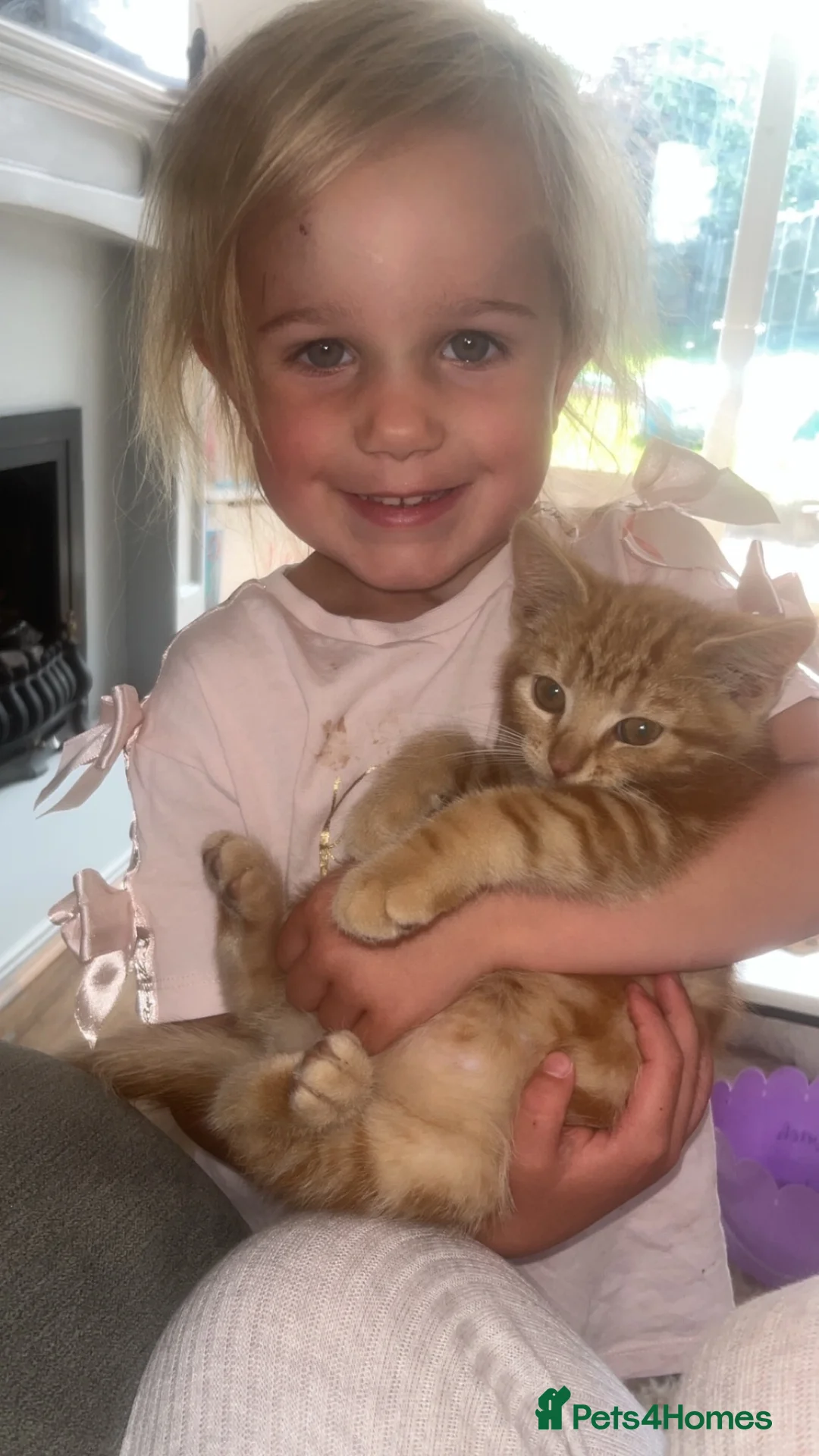 Mixed Breed cats for sale: miss lucie  - Advert 7