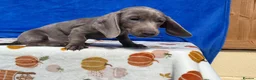 Miniature Dachshund dogs for sale: FULLY VAX BELLA KC Reg PRA Clear mini solid - Advert 3