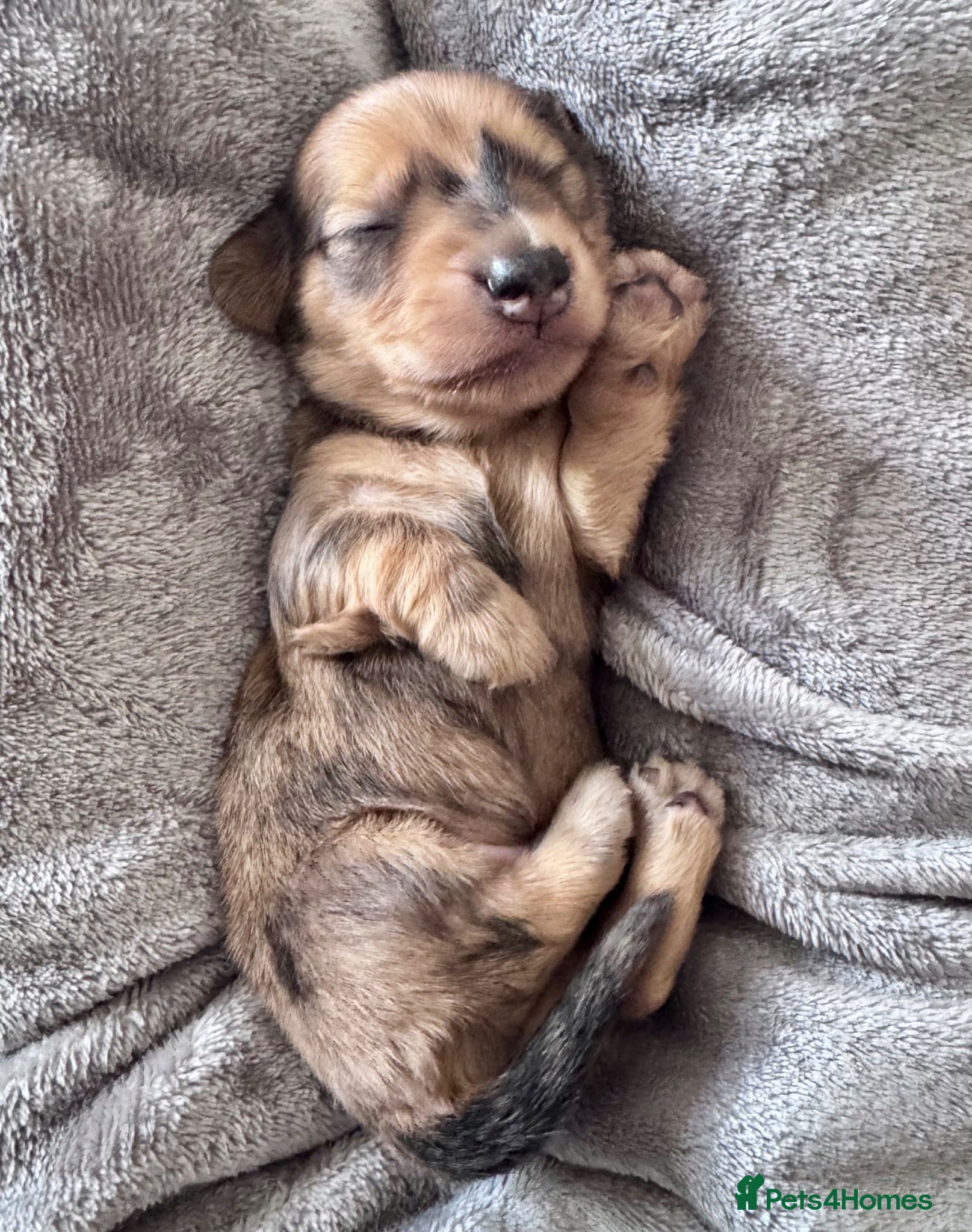 Dachshund dogs 🐾 Beautiful Long-Haired Dachshund Puppies 🐾 - Advert 1