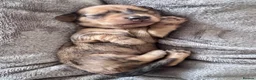 Dachshund dogs for sale: 🐾 Beautiful Long-Haired Dachshund Puppies 🐾 - Advert 1