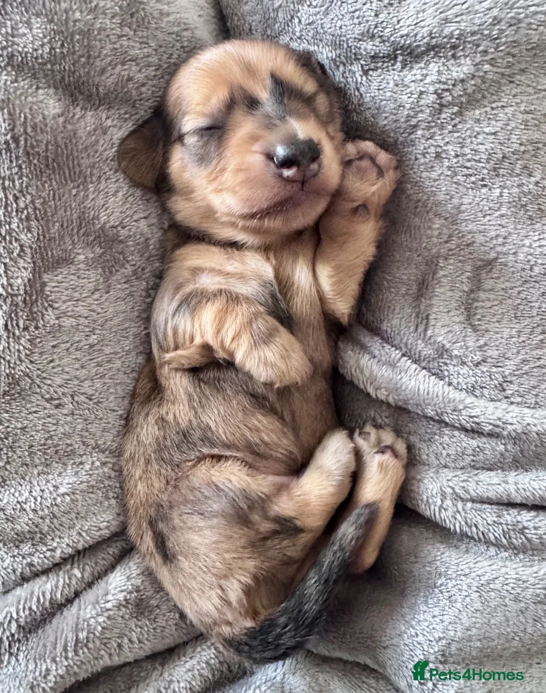 Dachshund dogs for sale: 🐾 Beautiful Long-Haired Dachshund Puppies 🐾 - Advert 1