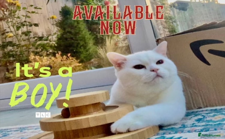 British Shorthair cats - Advert 1