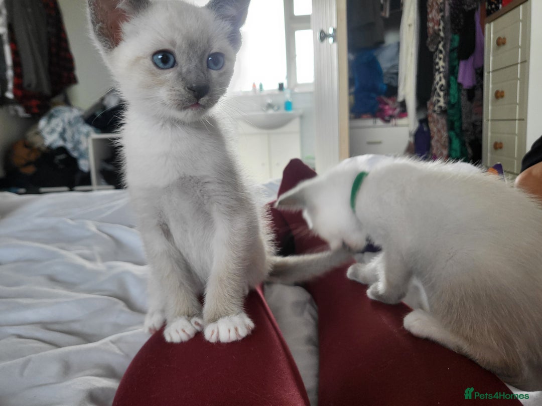 Snowshoe cats for sale: Full Pedigree Snowshoe Kittens - Image 9