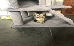 Mixed Breed cats for sale: Beautifully kittens ready for new home - Image 13