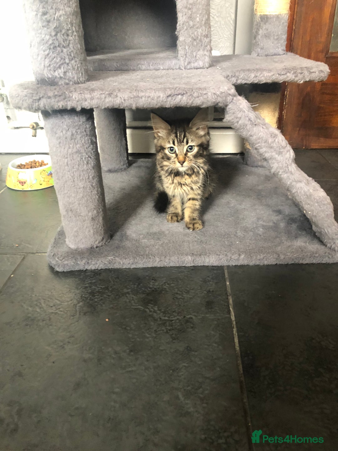 Mixed Breed cats for sale: Beautifully kittens ready for new home - Image 13
