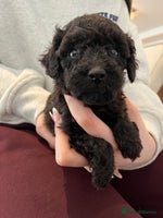 Toy Poodle dogs Beautiful toy poodle puppies - Advert 7