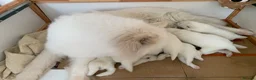 Samoyed dogs for sale: Samoyed pups - Advert 6