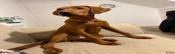 Labrador Retriever dogs for sale: Labrador - Advert 4