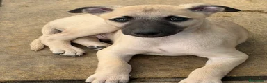 Whippet Puppy 1