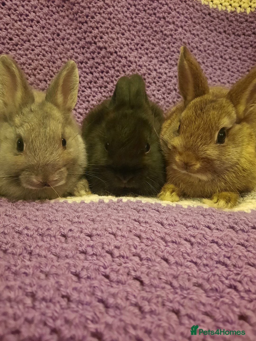 Netherland Dwarf rabbits for sale: Four Litters Of Netherland Dwarf Babies - Image 7