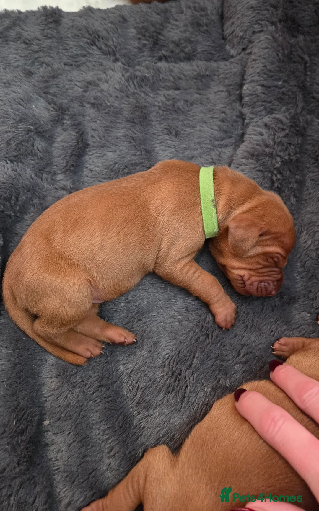 Hungarian Vizsla dogs for sale: 🧡 Hungarian Vizslas. Exceptional pedigrees 🧡 - Advert 23
