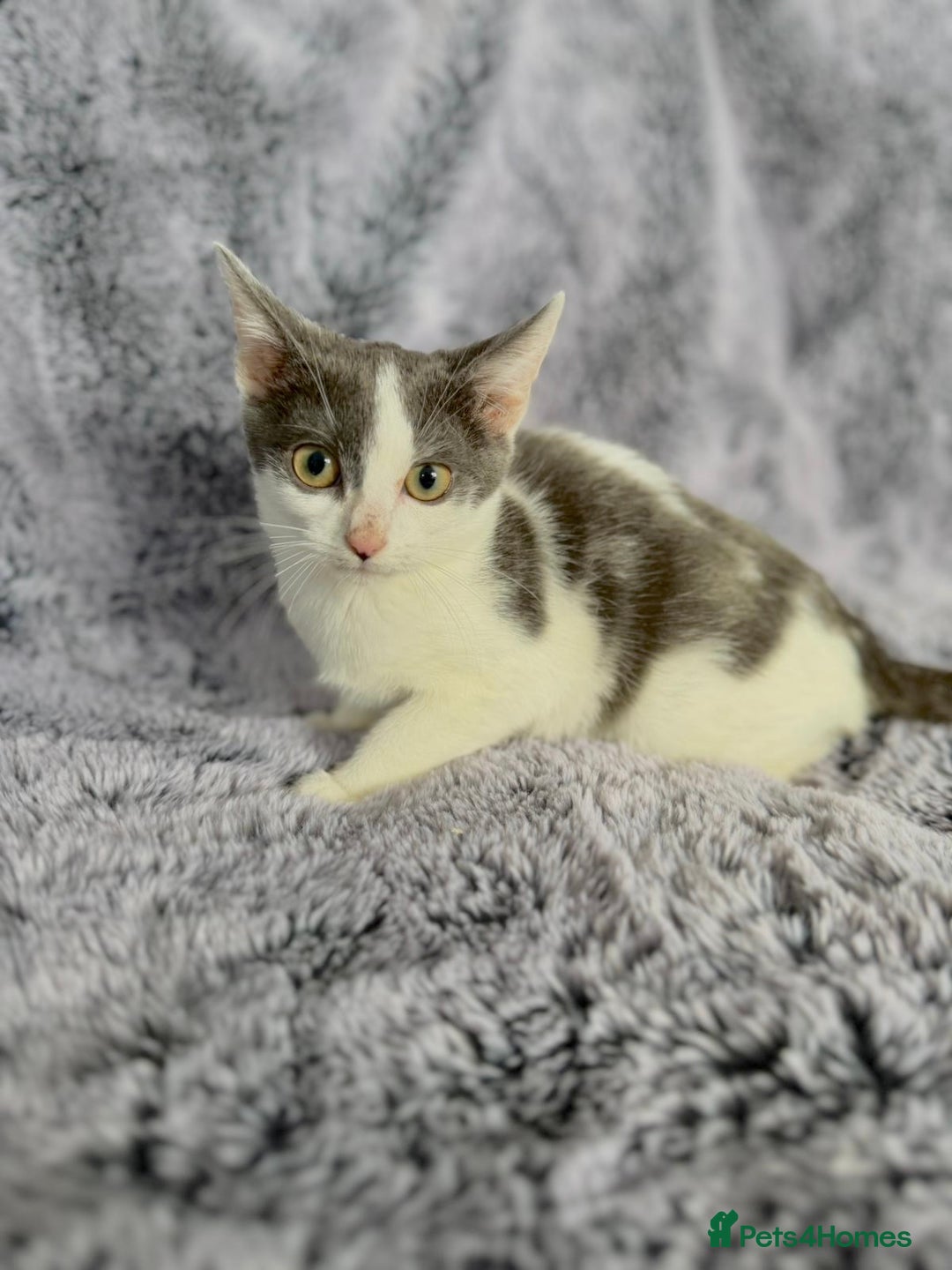 Mixed Breed cats for sale: Grey and white kittens  - Advert 1